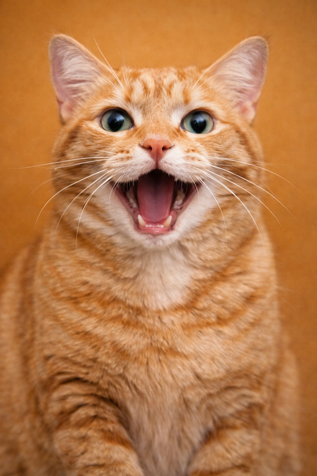 por qué mi gato maulla mucho