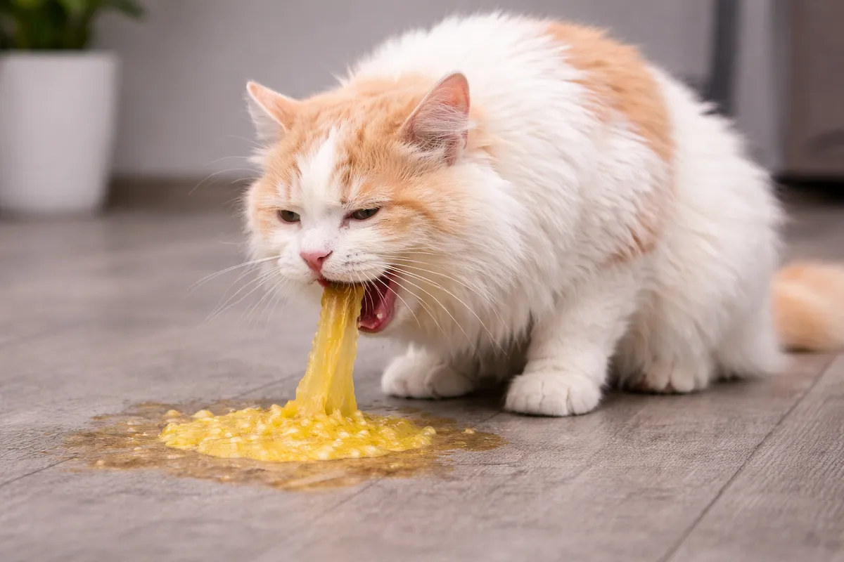 por que mi gato vomita causas