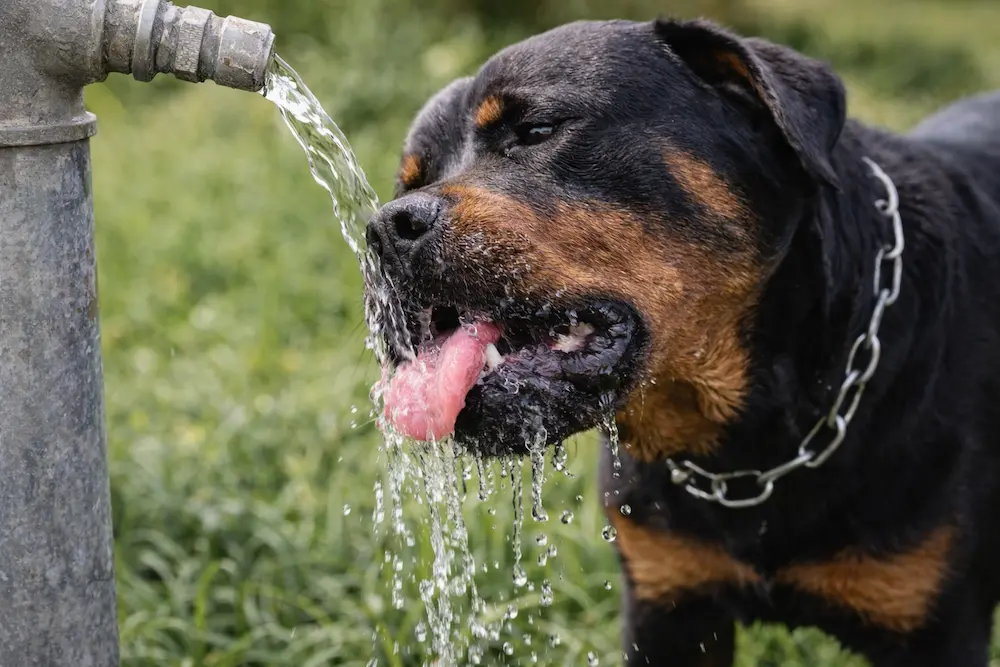 perro bebiendo mucha agua de un cuenco