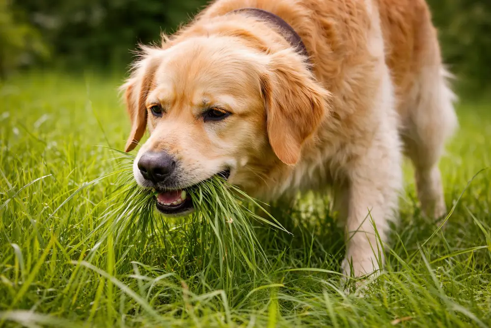 perro comiendo hierba en el jardín
