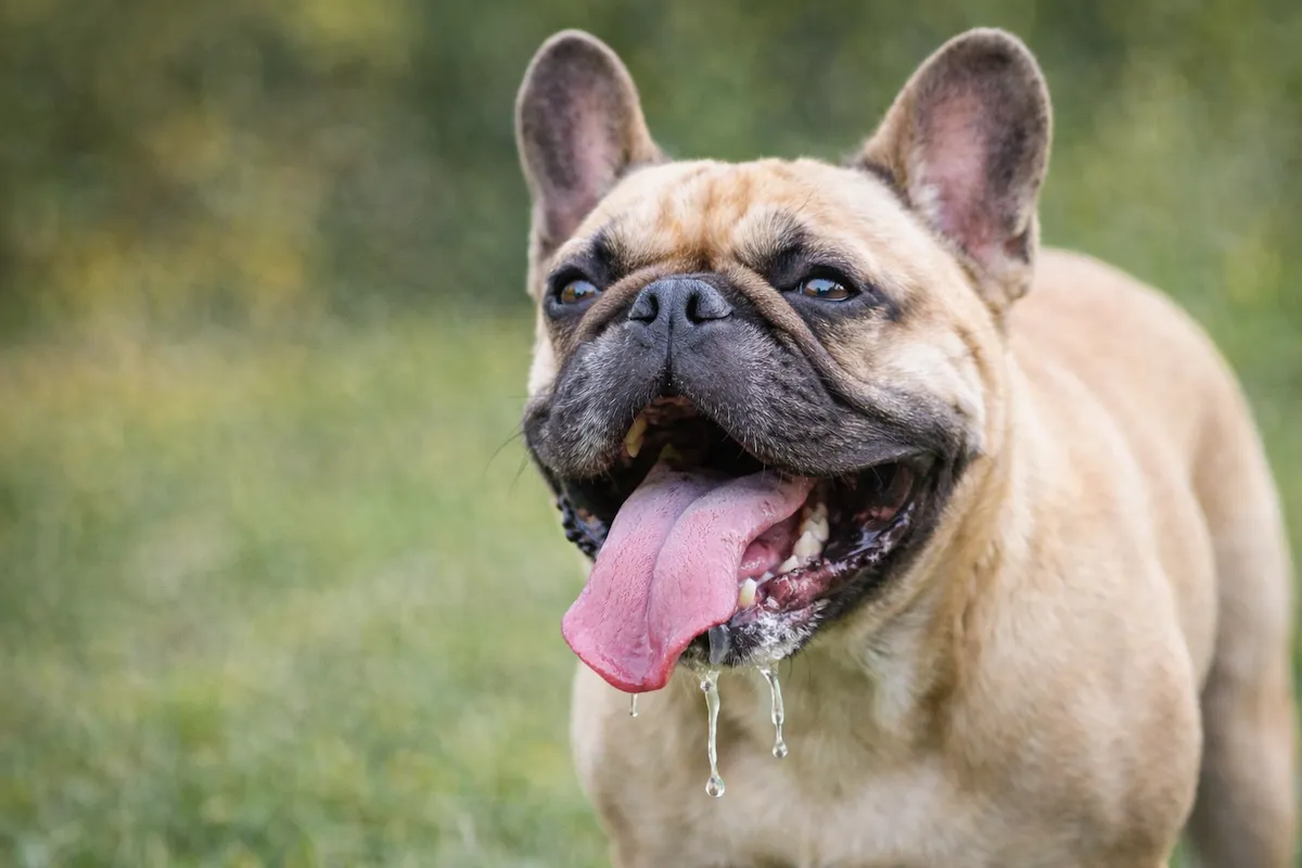 perro jadeando mucho causas y cuando preocuparse