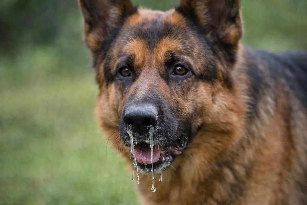 perro con secreción nasal o mocos
