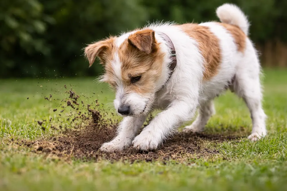 perro rascando el suelo