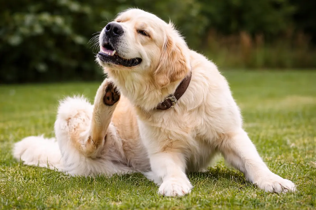perro se rasca mucho causas y picor