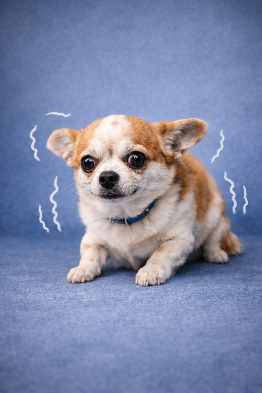 por qué mi perro tiembla